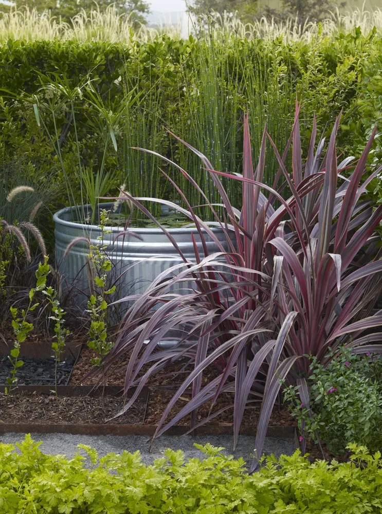 Trusted yard cleanup service in Petaluma, CA by Equinox Landscape