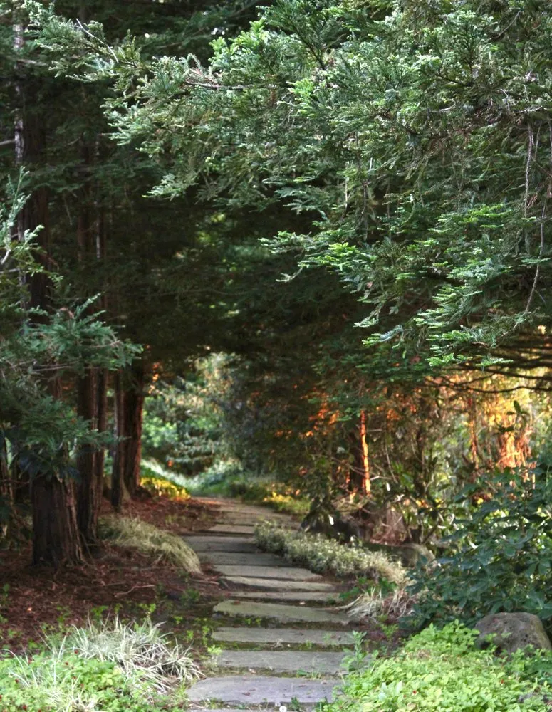 Professional yard cleanup service for outdoor upgrades in Petaluma, CA by Equinox Landscape