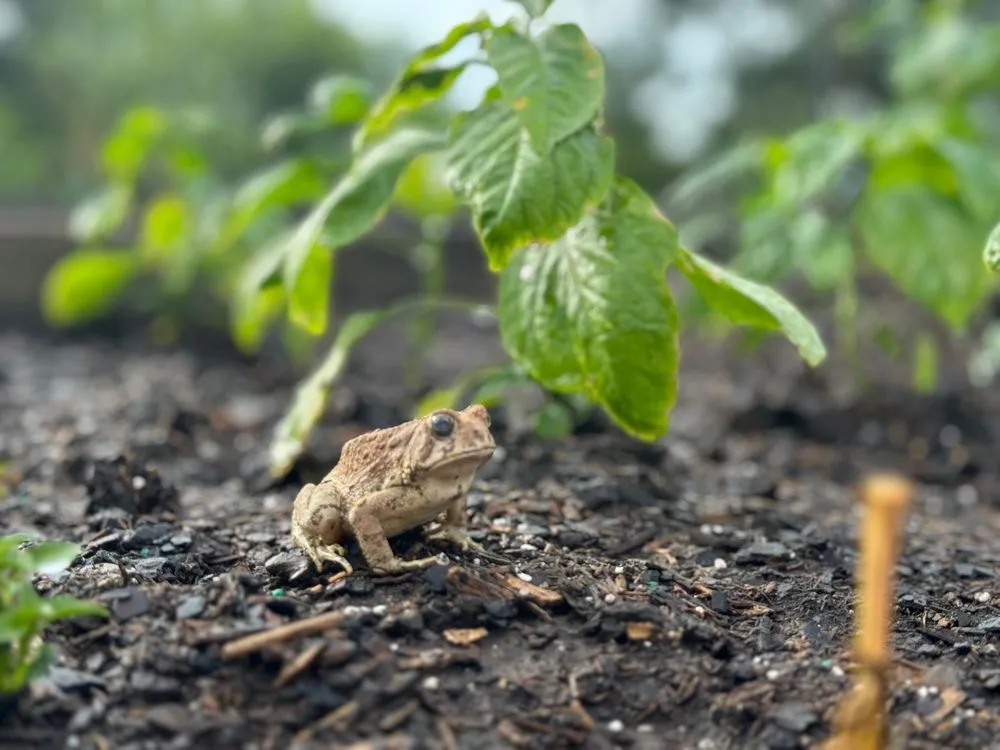 Top-rated residential landscaping experts serving Norman, OK - Equiscape Landscaping & Livestock Living