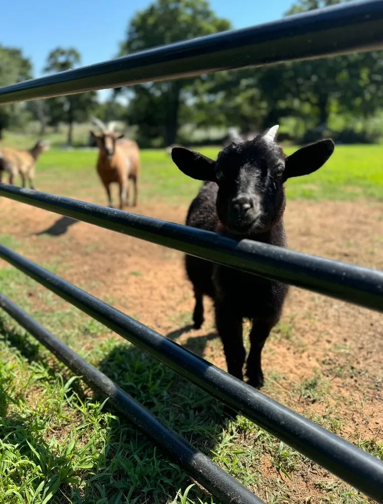 Professional garden landscaping for homes across Norman, OK - Equiscape Landscaping & Livestock Living