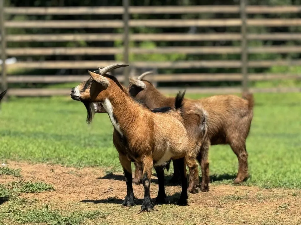 Affordable outdoor landscaping in Norman, OK - Equiscape Landscaping & Livestock Living