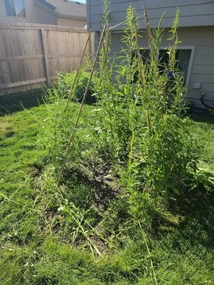 Equity Green Lawn Care Experts Logo