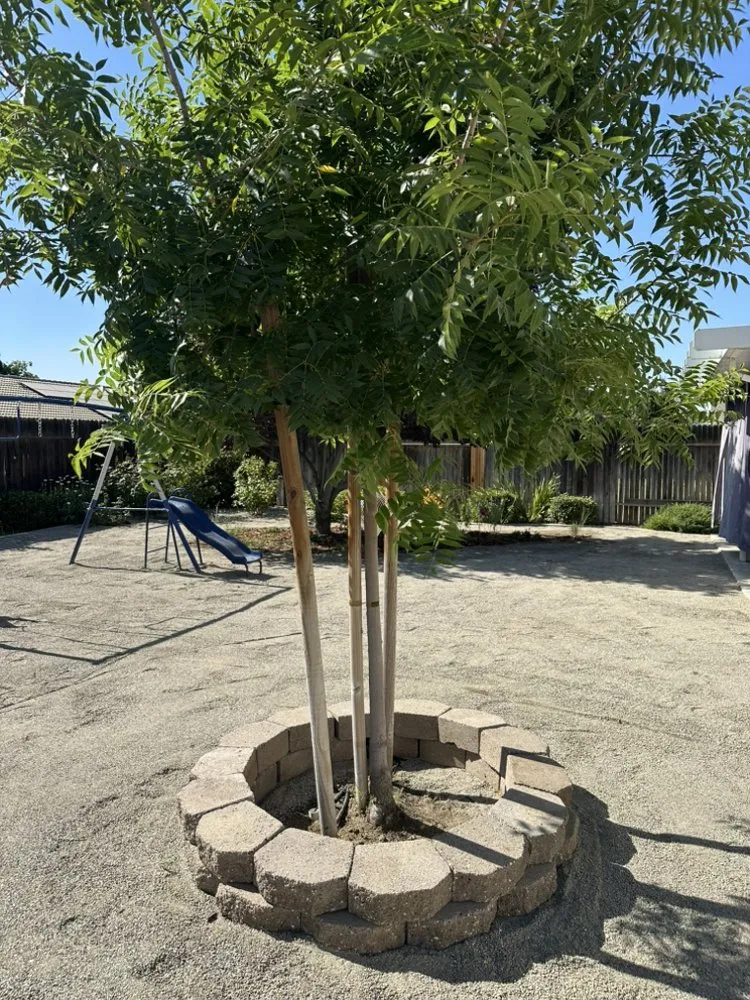 Trusted lawn care service for homes in Bakersfield, CA by Equity Landscapes