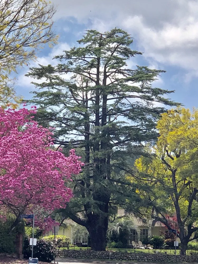 Custom residential landscaping in Inglewood, CA by ER Landscape & Maintenance