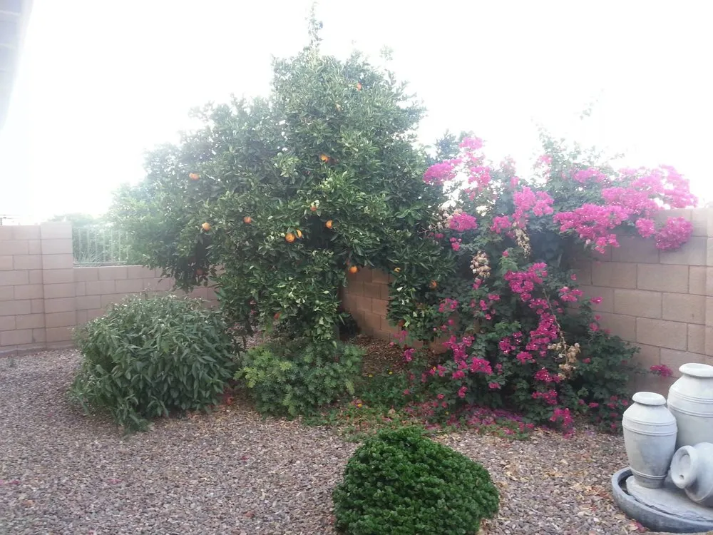 Expert landscape design in Sun City, AZ by E&R Lawn Care