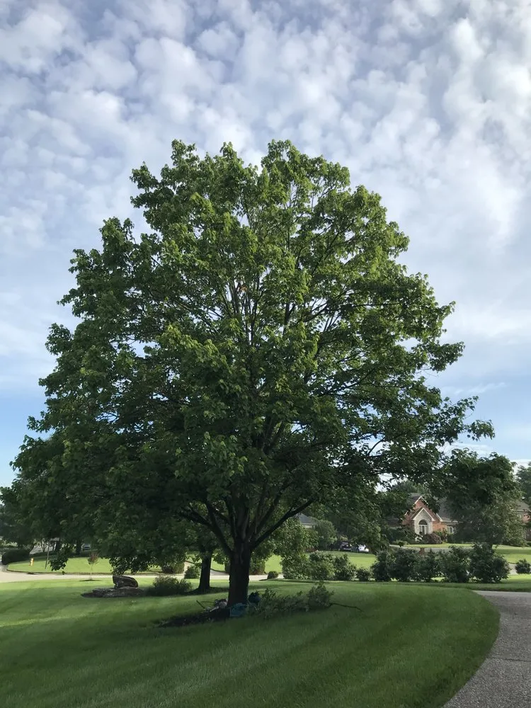 Custom outdoor landscaping in Louisville, KY by ER Tree Care