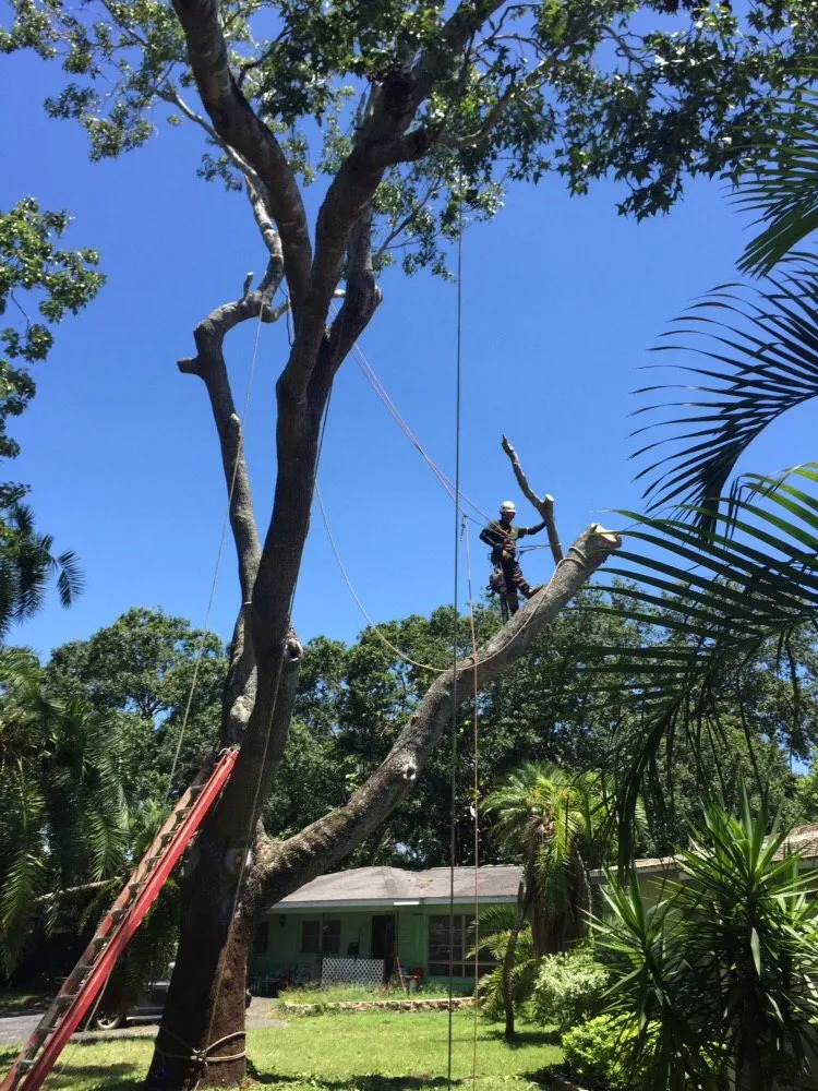 Professional landscape design for year-round maintenance in Saint Petersburg, FL by Er Tree services