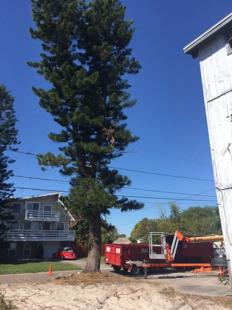 Reliable yard cleanup service for year-round maintenance in Saint Petersburg, FL by Er Tree services