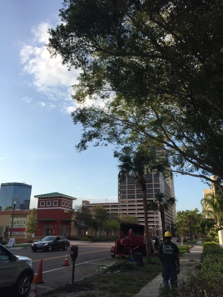 Local lawn care service in Saint Petersburg, FL - Er Tree services