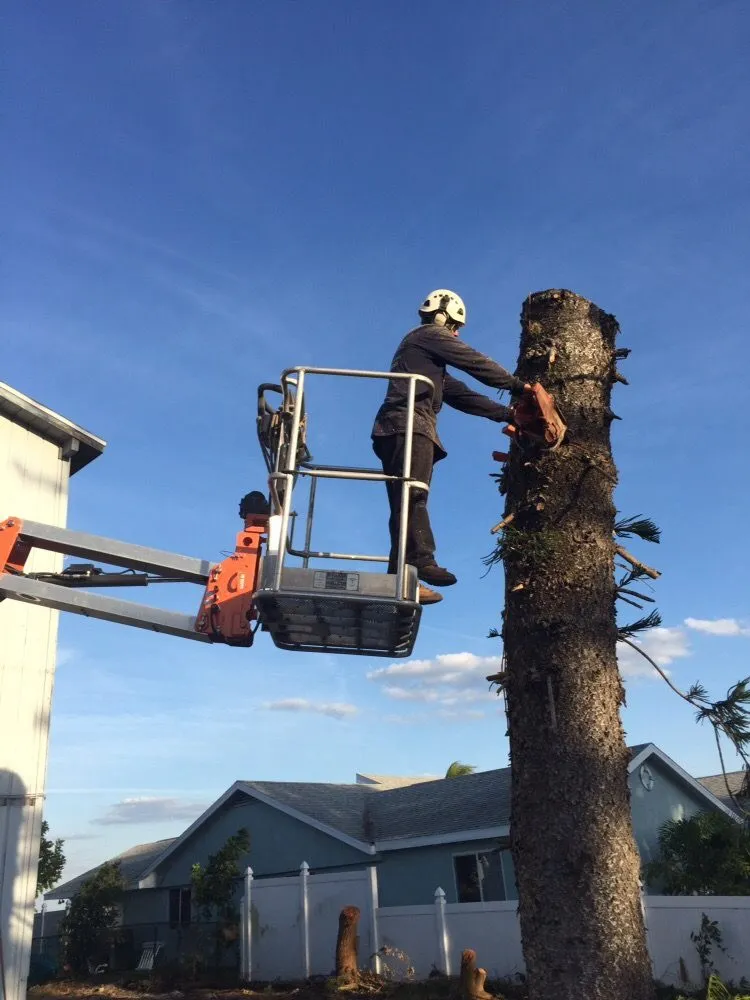 Top-rated yard cleanup service in Saint Petersburg, FL - Er Tree services