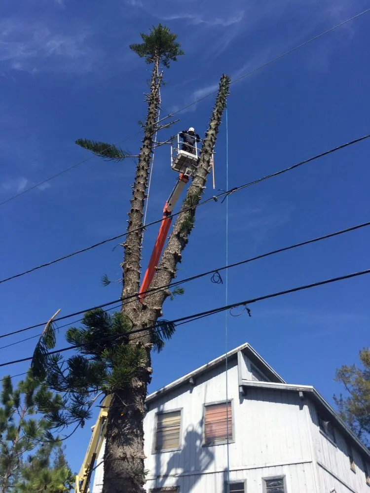 Trusted lawn care service in Saint Petersburg, FL - Er Tree services