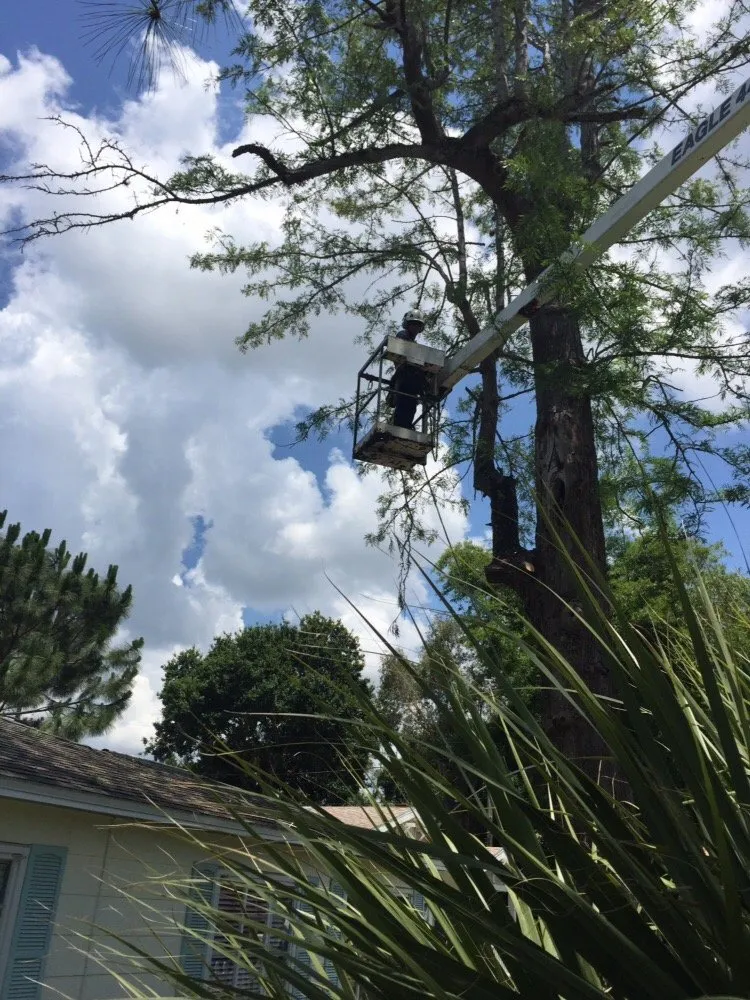 Top-rated outdoor landscaping experts serving Saint Petersburg, FL - Er Tree services
