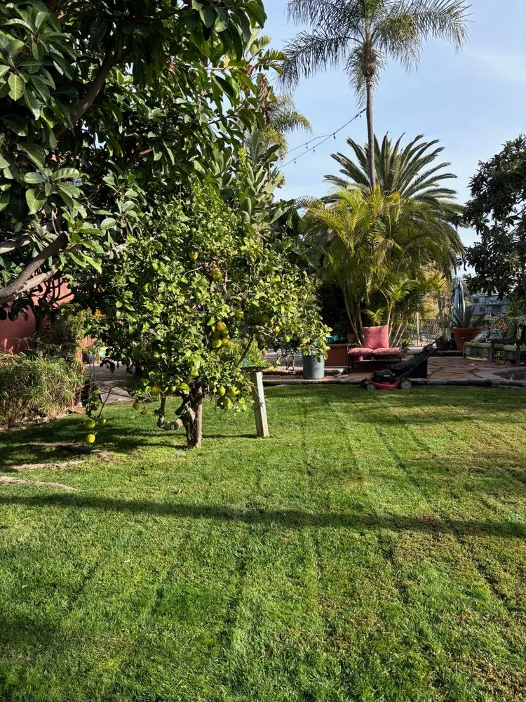 Trusted lawn care service in San Diego, CA - Erasmo Hernandez Landscape