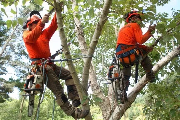 Local landscaping services experts serving Carlsbad, CA - Ergon Landscape