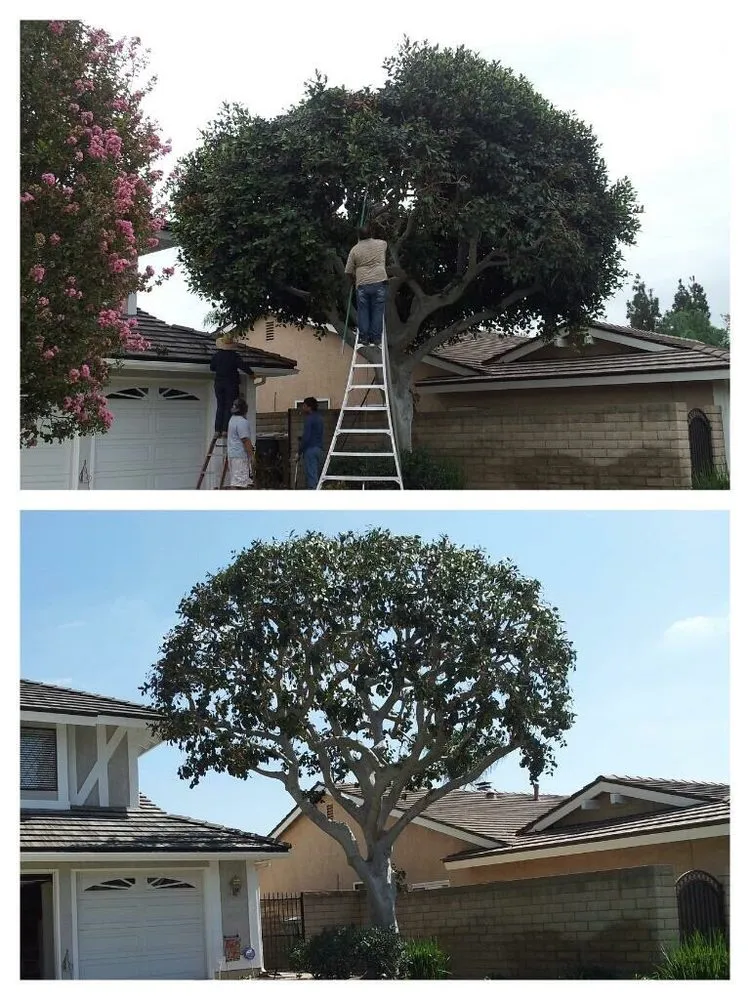 Affordable yard maintenance in Orange, CA - Eric Construction