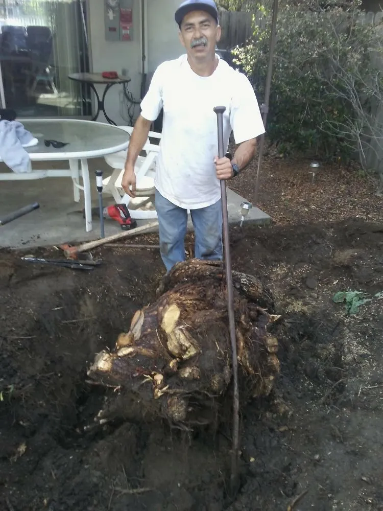 Local landscape design for outdoor upgrades across Pomona, CA - Eric Ellis Yard & Handyman Services