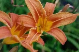 Expert landscape installation experts serving Cardiff, CA - Eric Thomas Landscaping