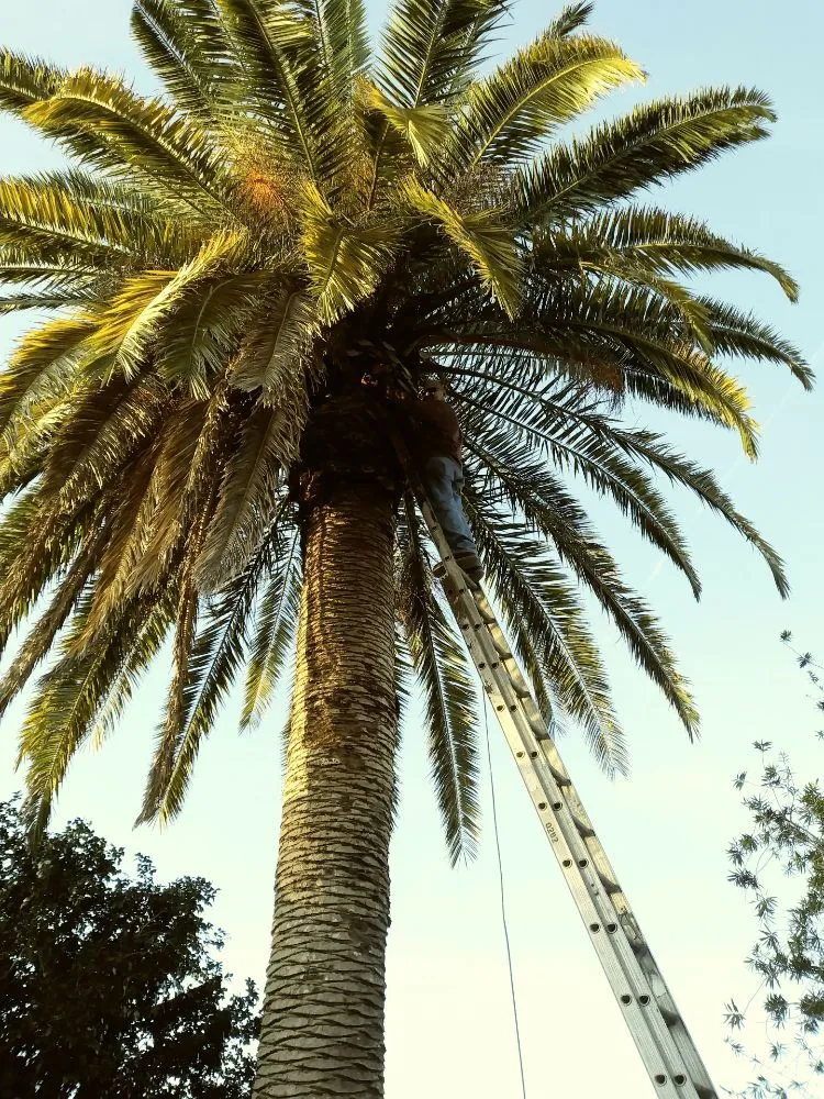 Custom landscape design in Holiday, FL by Erick Cardona Tree Service