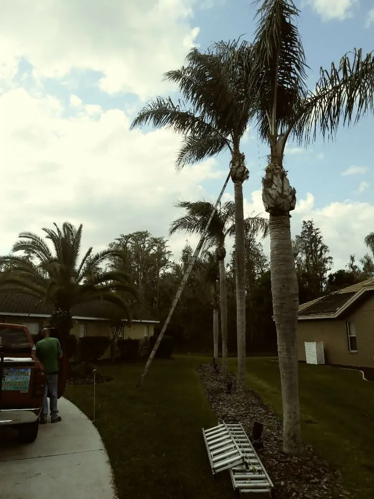 Professional yard cleanup service in Holiday, FL - Erick Cardona Tree Service
