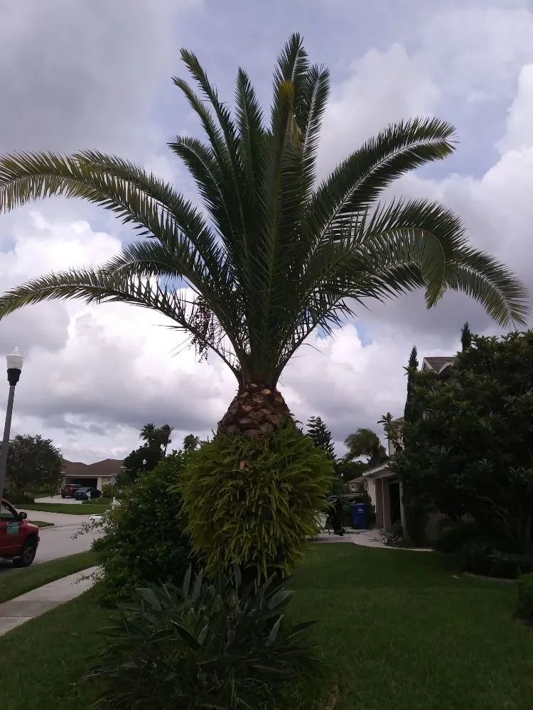 Trusted yard cleanup service in Holiday, FL - Erick Cardona Tree Service