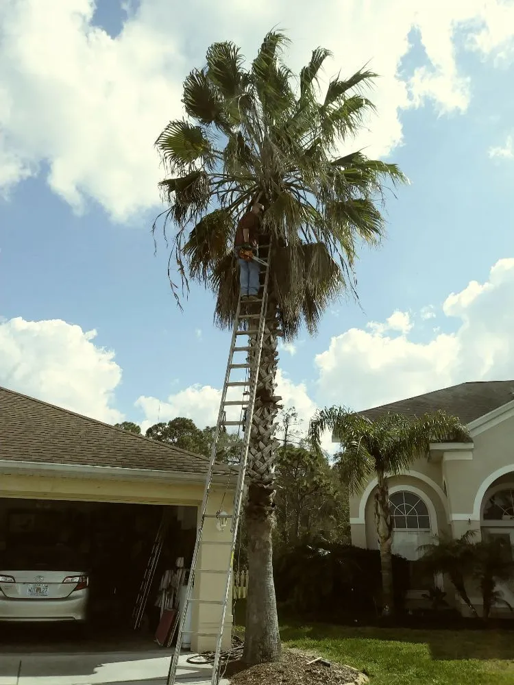 Top-rated yard cleanup service in Holiday, FL - Erick Cardona Tree Service