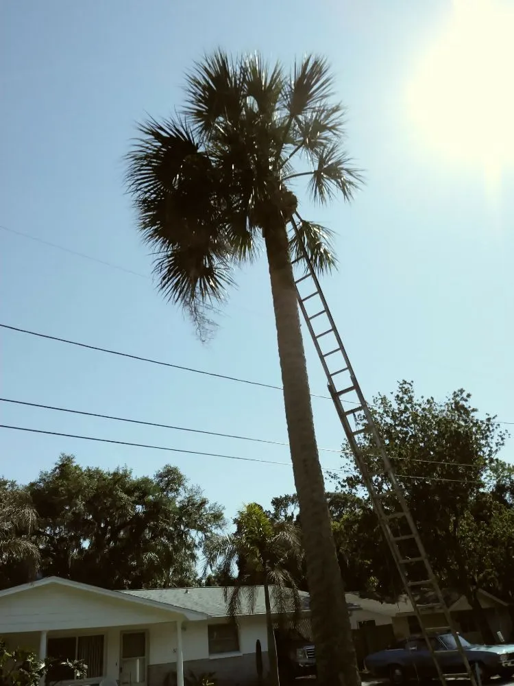 Local landscape installation for year-round maintenance across Holiday, FL - Erick Cardona Tree Service