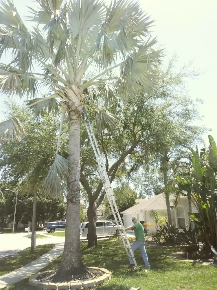 Top-rated yard cleanup service in Holiday, FL - Erick Cardona Tree Service