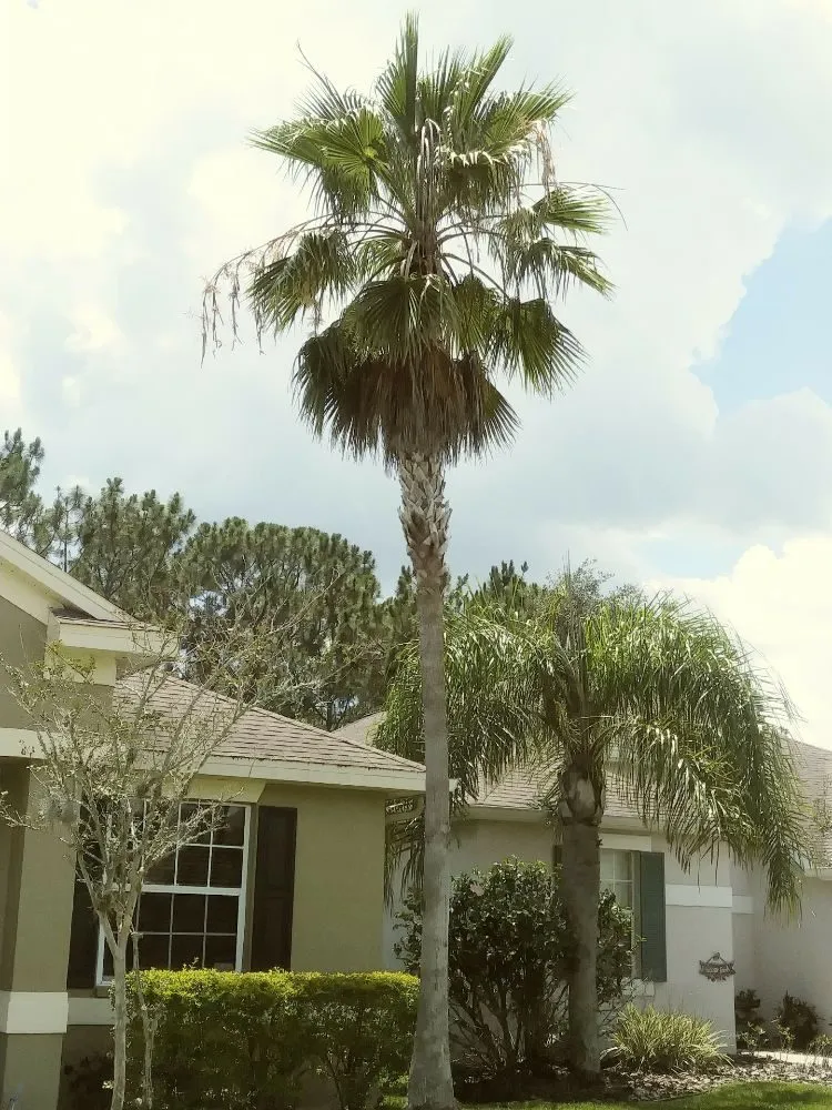 Local landscape design in Holiday, FL by Erick Cardona Tree Service