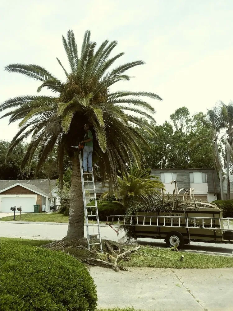 Professional landscape design in Holiday, FL by Erick Cardona Tree Service