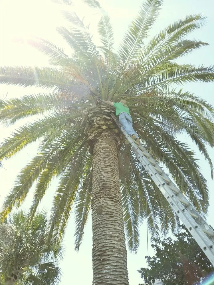 Custom lawn mowing service in Holiday, FL by Erick Cardona Tree Service