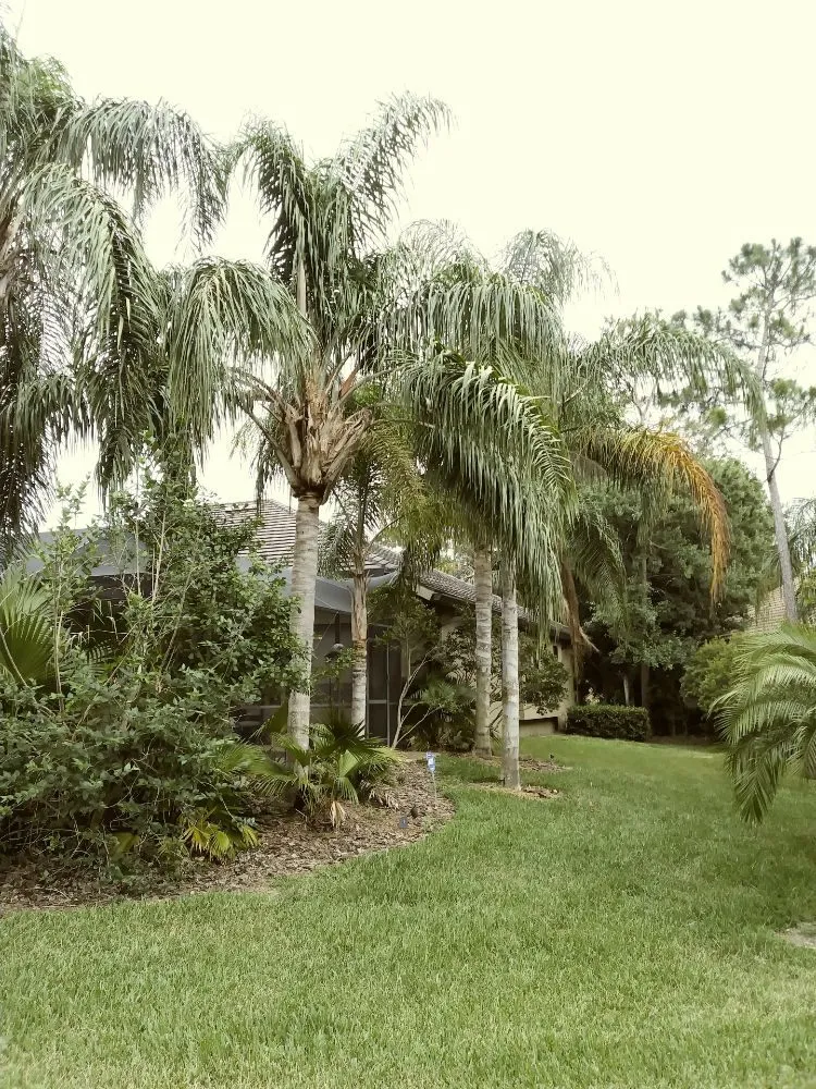 Local landscape installation in Holiday, FL - Erick Cardona Tree Service