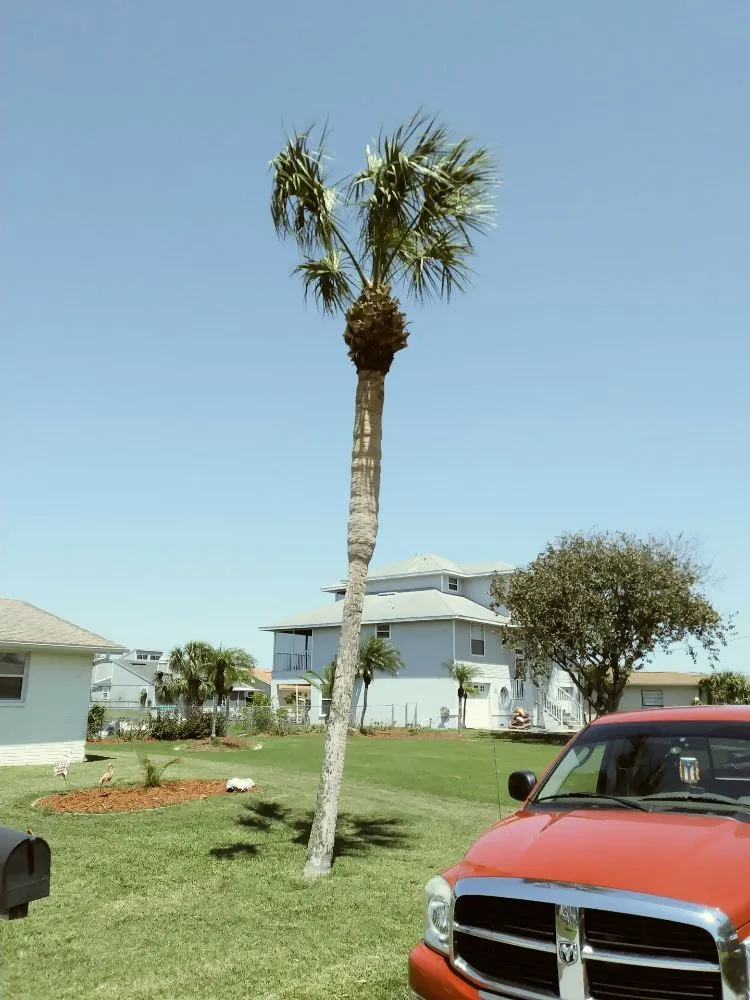 Trusted yard maintenance in Holiday, FL - Erick Cardona Tree Service