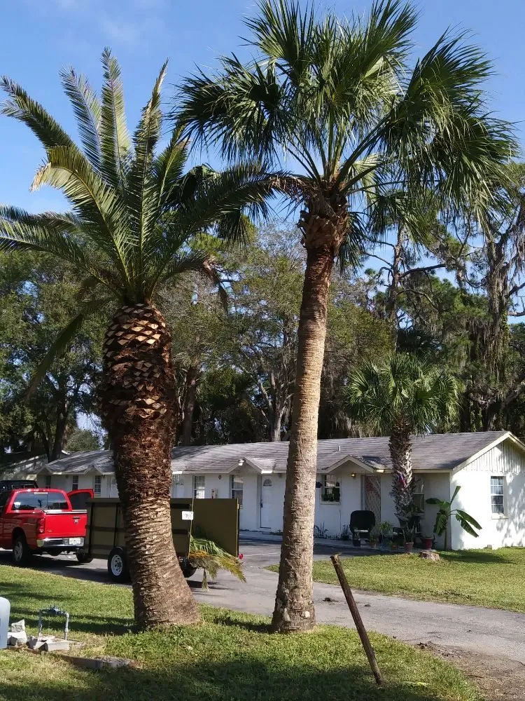 Top-rated yard maintenance experts serving Holiday, FL - Erick Cardona Tree Service