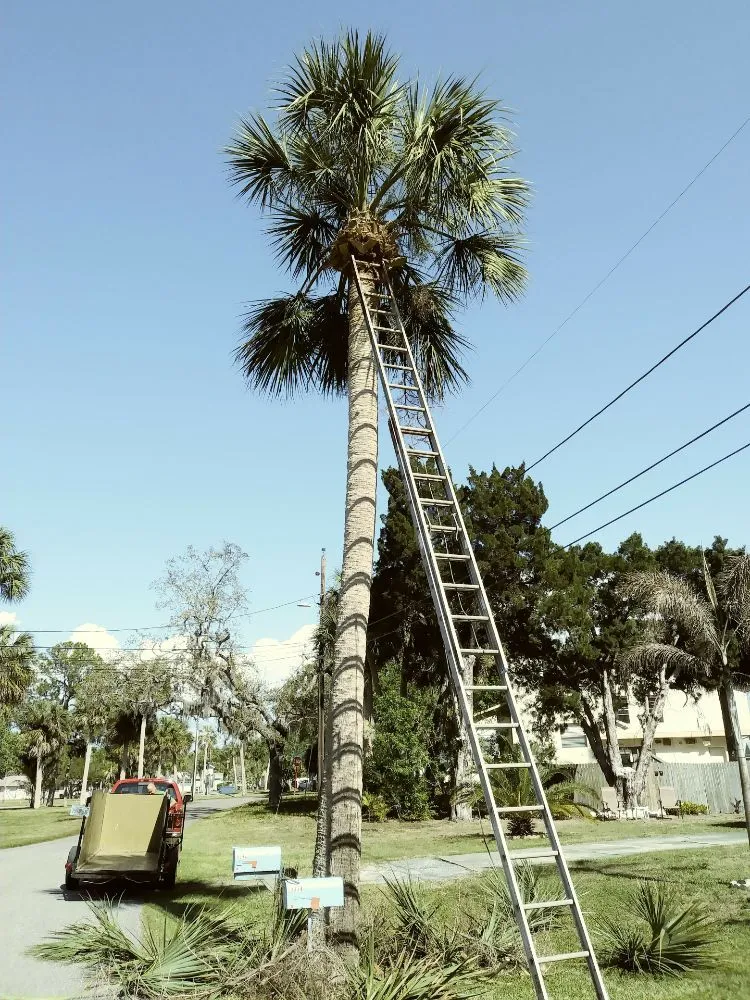 Custom landscape installation in Holiday, FL - Erick Cardona Tree Service