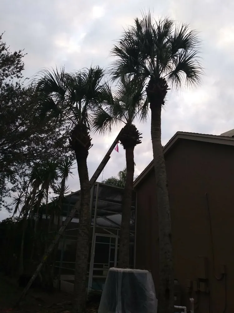 Reliable residential landscaping for beautiful yards in Holiday, FL by Erick Cardona Tree Service