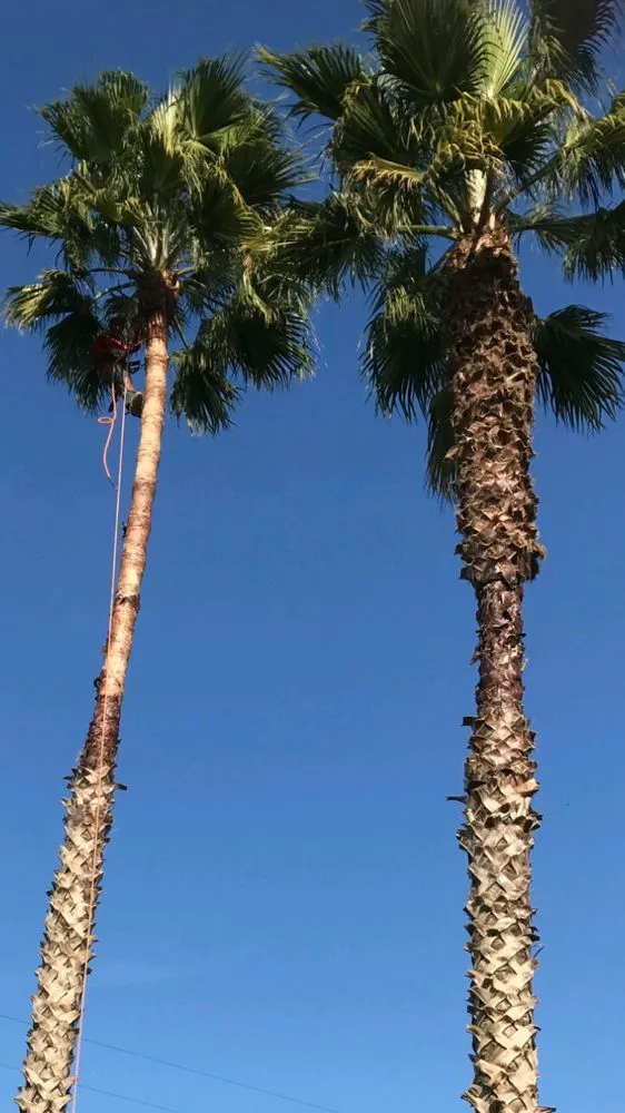 Local landscaping services for residential properties across Stevinson, CA - Erick J Tree Service
