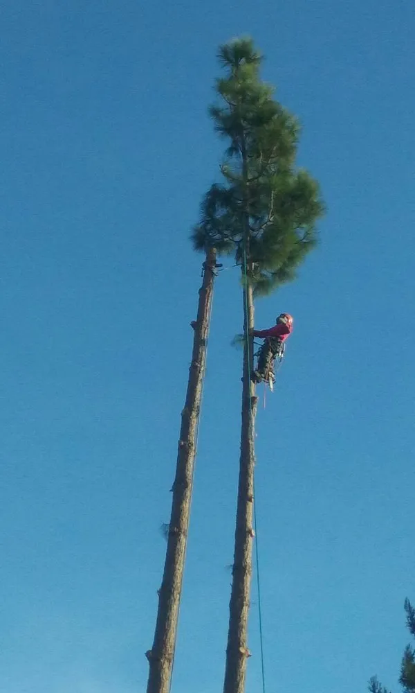 Reliable yard cleanup service for year-round maintenance in Stevinson, CA by Erick J Tree Service