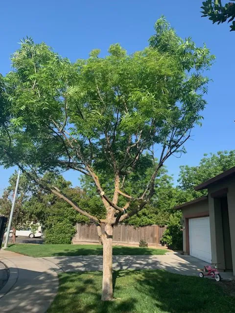 Professional landscape design with custom design in Stevinson, CA by Erick J Tree Service