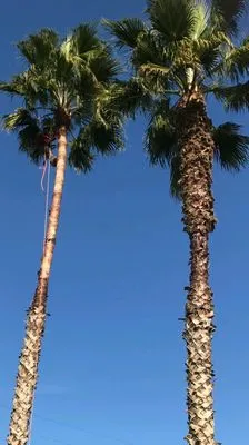 Erick J Tree Service