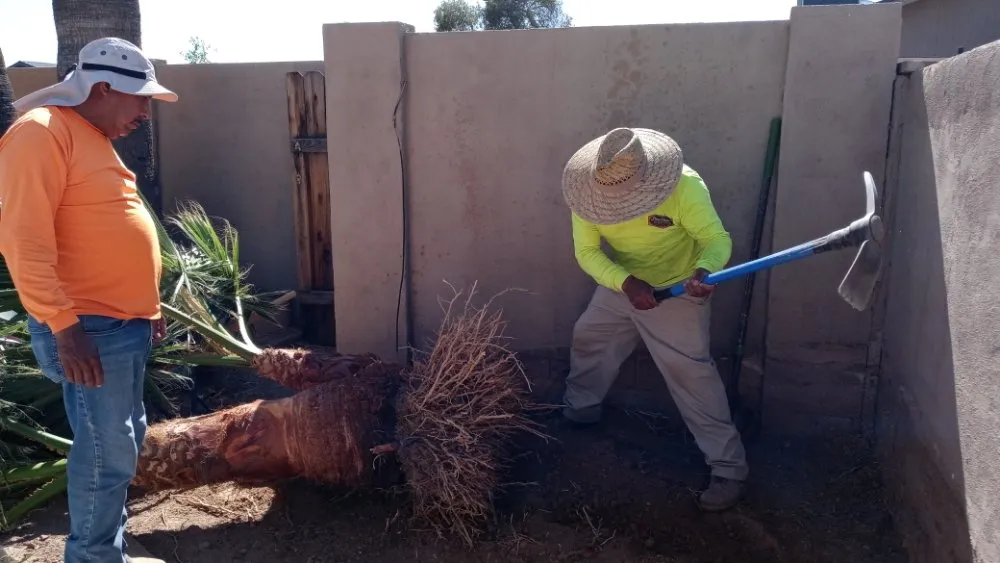 Trusted residential landscaping for homes across Chandler, AZ - Erick Lawn Service