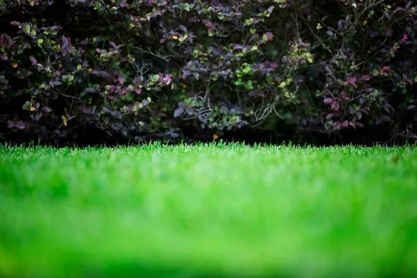Professional lawn care service near you in Crawfordville, FL by Eric's Clean Cut Services