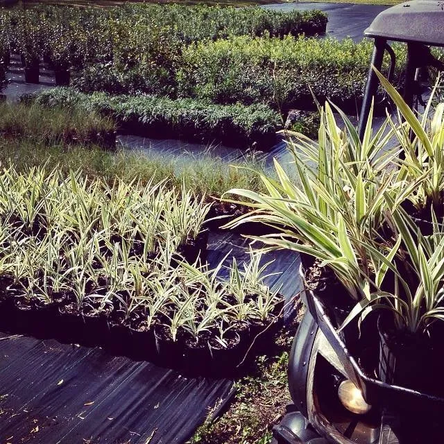 Expert landscape installation in Dover, FL - Eric's Land Management