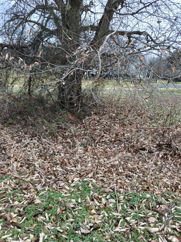 Affordable lawn care service with custom design in Orange, VA by Eric's Landscaping And Home Repair