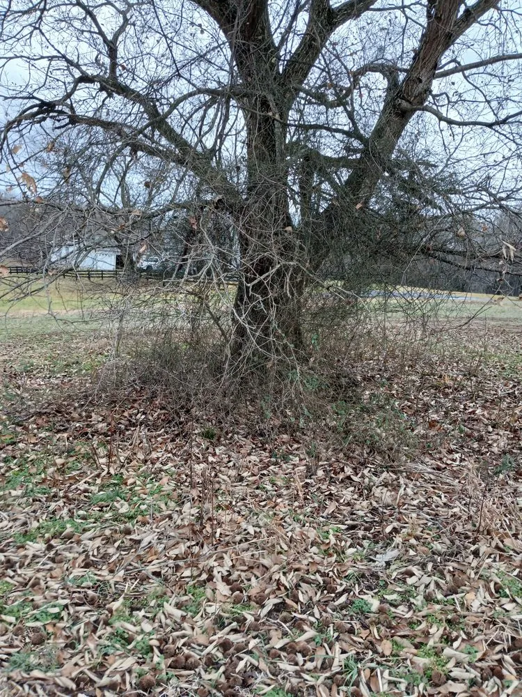 Expert lawn care service for residential properties in Orange, VA by Eric's Landscaping And Home Repair