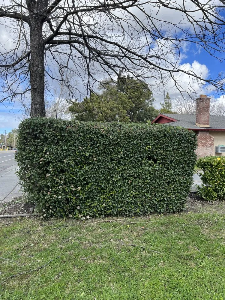 Local residential landscaping for year-round maintenance in Woodland, CA by Eric's Landscaping