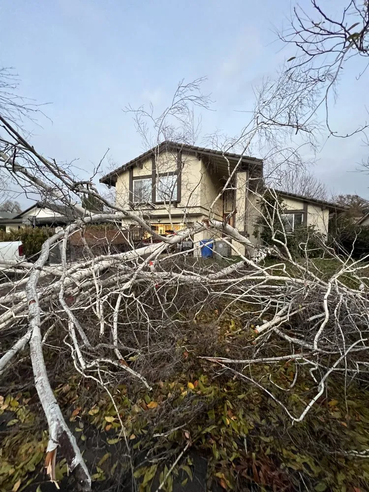 Top-rated lawn care service for residential properties in Woodland, CA by Eric's Landscaping