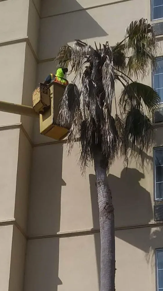 Expert lawn mowing service in Plant City, FL by Eric's Lawn & Tree Service