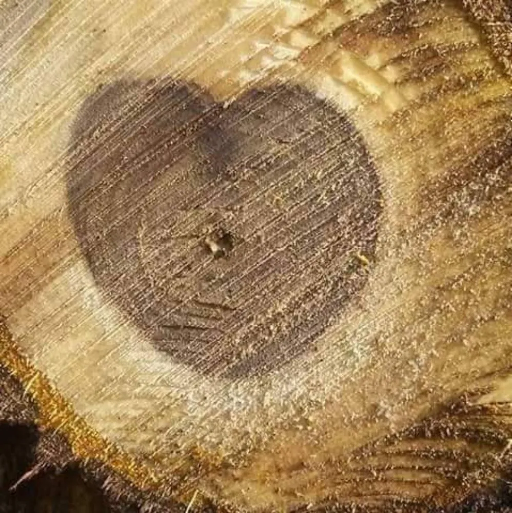 Reliable landscape installation experts serving Plant City, FL - Eric's Lawn & Tree Service