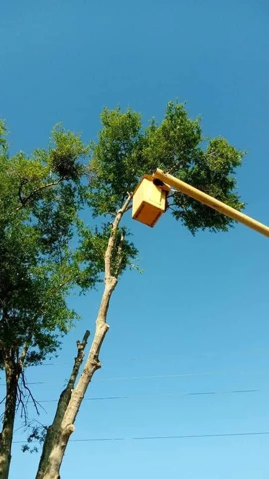 Affordable garden landscaping for residential properties across Plant City, FL - Eric's Lawn & Tree Service