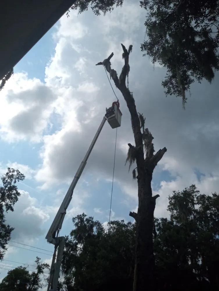 Expert yard cleanup service in Plant City, FL by Eric's Lawn & Tree Service